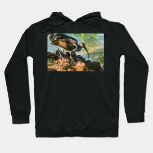 American white ibis Gatorland 2 Hoodie